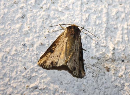 Réf. 237 974 : Axylia putris